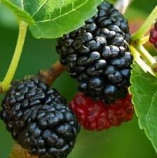 5 Dwarf Everbearing Mulberry Trees - Morus nigra | Live Starter Plants | Edible Fruit Tree for Containers, Gardens, and Landscapes
