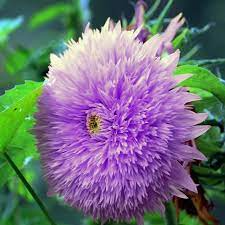 50 Purple Teddy Bear Sunflower Seeds - Fluffy Blooms - Pollinator Friendly - Heirloom Non-GMO - Easy to Grow