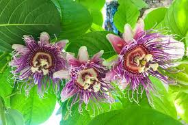 1 Giant Granadilla Passion Fruit Live Starter Plant | Passiflora Ligularis, Sweet & Tropical Fruit, Hardy Vine for Gardens or Containers