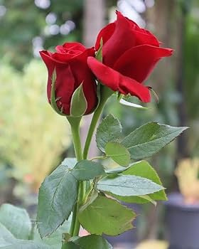 3 Unrooted Cuttings of Cherry Red Color Rose - Easy to Root, 7 Inch, Beautiful Blooms, Garden Roses, Perfect for Propagation, Rosaceae