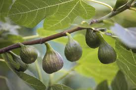 10 Chicago Hardy Fig Tree Scion Cuttings - Ficus carica Unrooted 10-12” for Rooting or Grafting - Cold-Hardy Fruit Variety