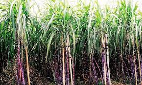 1 Rooted Sugarcane Plant 8" - Sweet Juicy Cutting, Ready to Plant, Saccharum officinarum, Perfect for Garden, Fresh Sugarcane, Easy to Grow