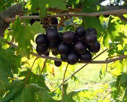 5 Muscadine Grape Plants - ‘Southern Home’ | Vitis spp. Starter Plants | Edible Fruit Vine, Cold Hardy, Ideal for Trellis or Arbor