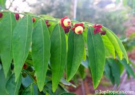 Katuk Cuttings - 7 Live Cuttings, Sauropus androgynus, Perennial Leaf Vegetable