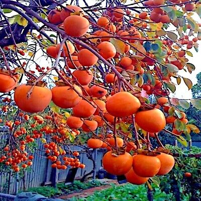 20 Persimmon Tree Seeds - Diospyros virginiana | Native Fruit Tree | Cold-Hardy | Edible Sugar Plum for Orchards & Wildlife