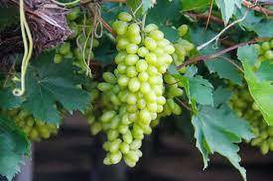 1 Green Rooted Grapes Cutting 8" Vine, Sweet Seedless Live Plant for Vineyard or Garden, Vitis vinifera, Fruit Propagation, Easy Growing
