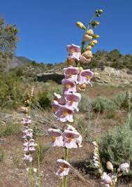 100 mg Seeds Penstemon Palmeri (Palmer's Beardtongue) for Planting | Fragrant Native Wildflower for Dry, Rocky Soils & Pollinator Gardens