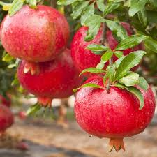 5 Pomegranate 'Wonderful' Plants - Punica granatum | Live Starter Fruit Trees | Edible Red Fruit for Home Orchard & Garden Landscapes