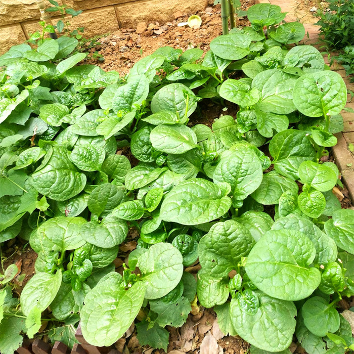 500 mg Seeds Malabar Spinach Green Vines – Basella alba | Heirloom Vegetable for Planting, Lush Growth & Nutritious Harvests