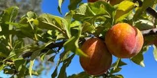 5 Grenade Pluot Unrooted Cuttings, 2-5 Inches Long, Propagate Your Own Fruit Tree, Delicious Hybrid Pluot, Easy to Grow and Care For