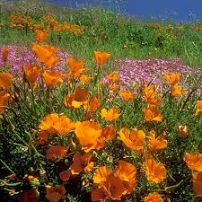 1,000 California Poppy Seeds | Eschscholzia californica | Non-GMO Wildflower for Pollinator Gardens, Borders & Dry Landscapes