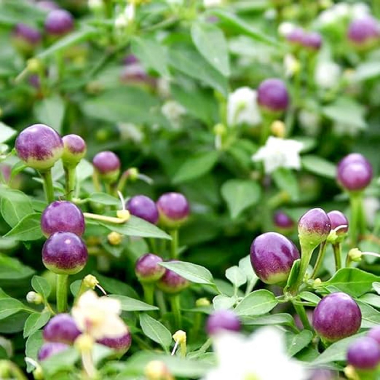 100+ Purple Pepper Seeds to Plant | Vibrant Ornamental & Edible Sweet Peppers | Colorful Garden Vegetable | Non-GMO Seeds