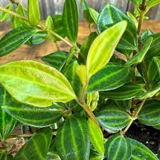 5 Peperomia Angulata Variegated Funky Frog 4" Unrooted Cuttings - Rare Peperomia Houseplant, Easy Care Succulent, Perfect for Propagation