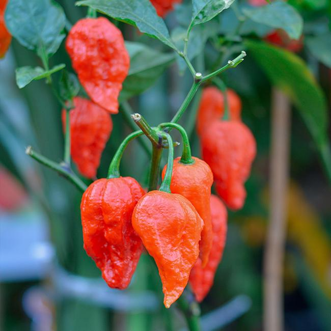 50 Ghost Pepper Seeds | Bhut Jolokia | Non-GMO Super Hot Chili Pepper for Spicy Gardens | Fiery Flavor for Cooking & Preserving