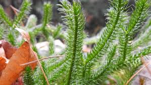 Lycopodium sitchense Club Moss - 12" Wild Alaskan Vine - Shade Groundcover - Spore-Producing Fern Relative - Zone 3-7