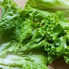 700 Seeds Iceberg Batavian Lettuce – Lactuca sativa | Heirloom Heading Lettuce Seeds for Planting & Crisp, Fresh Harvests