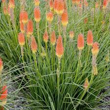 50+ Red Hot Poker Seeds | Kniphofia uvaria | Non-GMO Perennial with Bold Red-Orange Spikes | Hummingbird & Pollinator Magnet