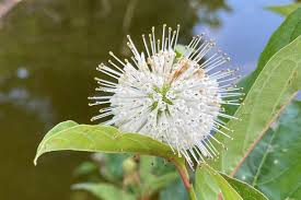 5 Buttonbush Plants - Cephalanthus occidentalis | 12–18” Bare Root Live Shrubs | Native Pollinator Plant for Wetland or Rain Gardens