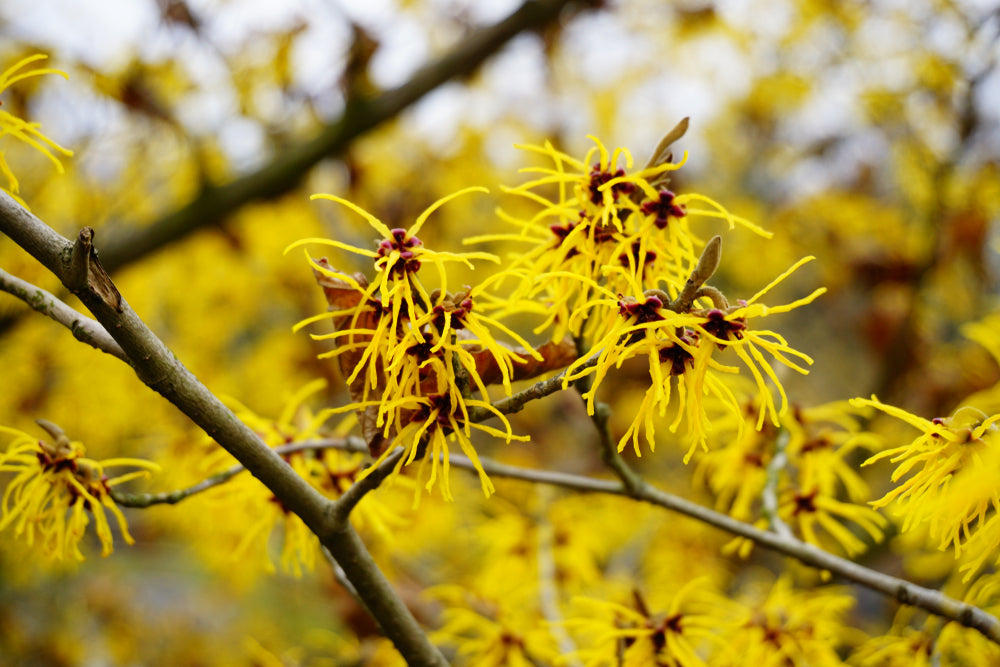 5 Witch Hazel Shrubs - Hamamelis virginiana | 12–18” Live Bare Root Plants | Native Flowering Shrubs for Fall Color & Wildlife Gardens