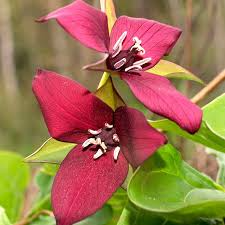 5 Red Trillium Plants - Bare Root Trillium erectum | Native Shade Wildflower | Perennial for Woodland Gardens