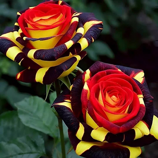 20 Firebird Striped Rose Seeds - Fiery Red & Orange Blooms - Unique Heirloom - Fragrant Perennial Flower - Easy to Grow