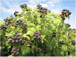 Black Raspberry Cuttings - 12+ Live Cuttings, Hardy Perennial, USDA Zones 3-9