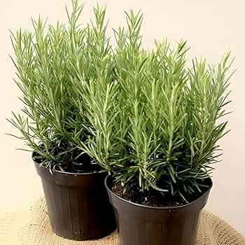 9 Organic Rosemary Herb Plant Cuttings, Rosmarinus Officinalis, Unrooted 10" Each, Fresh Culinary Herb for Propagation, Easy to Grow