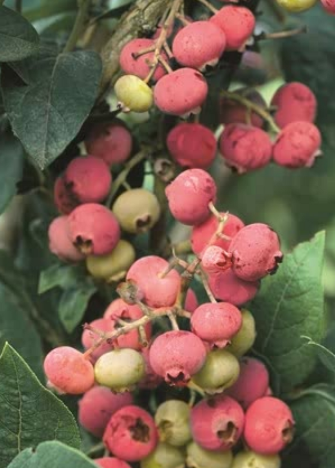 3 Florida Rose Blueberry Plants - Vaccinium virgatum | Rabbiteye Starter Plants | Pink Edible Fruit for Gardens & Landscapes