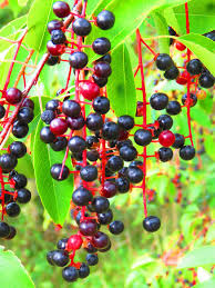 20 Black Cherry Seeds (Prunus serotina), Sweet Edible Fruit, High Yield, Hardy Tree, Perfect for Garden, Jam, Jellies, & Fresh Eating