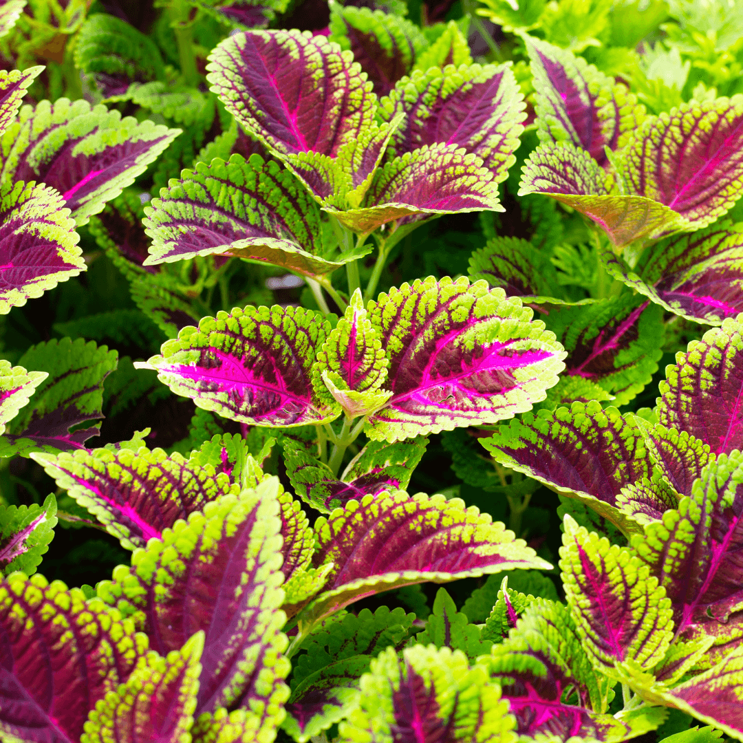 10 Coleus Unrooted Cuttings 2-6" Mixed Colors & Patterns - Easy to Root, Tropical Shade Plant, for Gardens and Containers, Vibrant Foliage