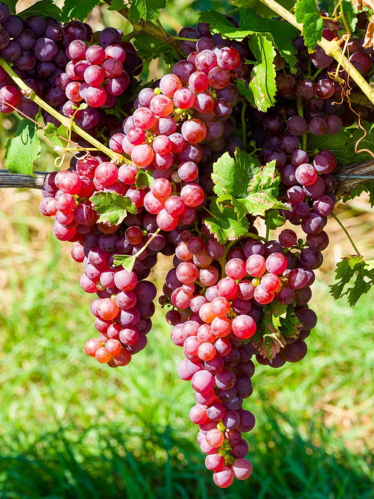 10 Crimson Fresh Vine Unrooted Cuttings - Large Red Seedless Table Grape (Vitis vinifera) | Delicious, Sweet, Fruit Cuttings for Vine Growth