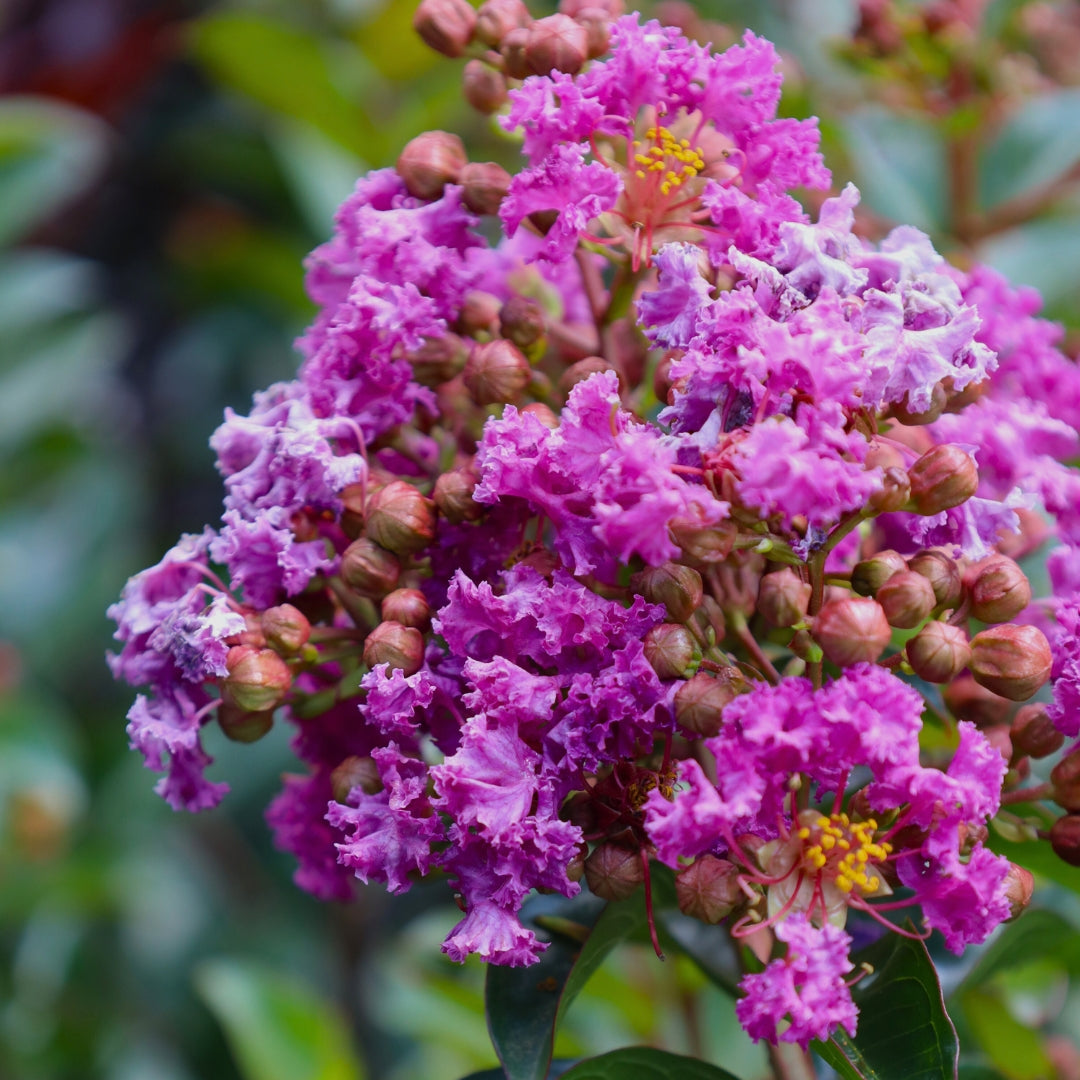 Dark Purple Crepe Myrtle Live Plants - 2 Rooted Bushes/Trees, 8" Flower Clusters, Fast Growing, Drought Tolerant, Zones 7-10, Bare Root