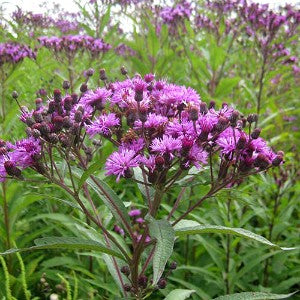 500 mg Seeds Vernonia noveboracensis (New York Ironweed) for Planting | Native Perennial Wildflower for Pollinator Gardens