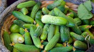 100+ Pickling Cucumber Seeds | Cucumis sativus | Crisp, Compact Variety for Pickles & Gardens | Non-GMO Vegetable Seeds