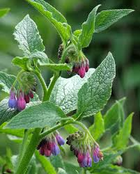10 Russian Comfrey Unrooted Cuttings - Bocking 14 Cultivar, Symphytum x uplandicum, Herb, Organic Fertilizer, Easy to Grow Starter