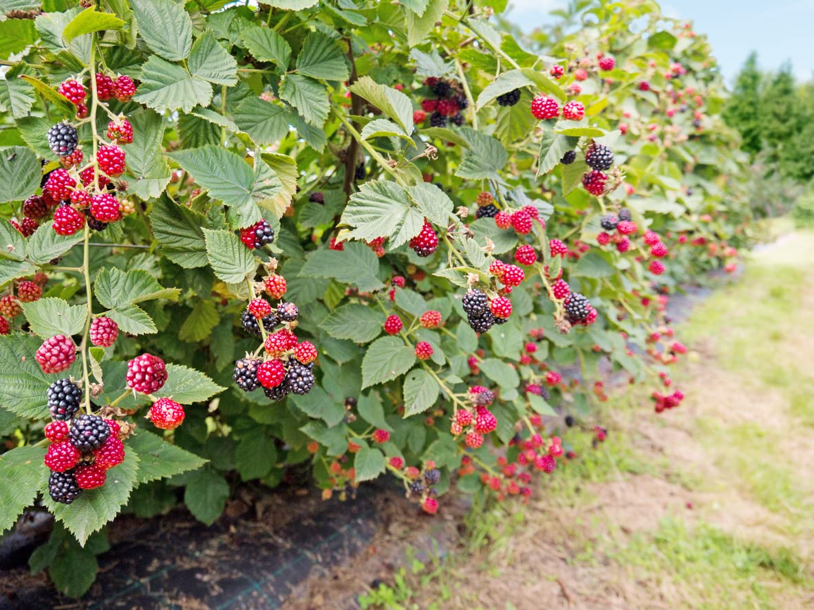 5 Big Daddy Thornless Blackberry Plants - Rubus | Live Fruit Starter Plants | Sweet Edible Berries for Garden, Patio, or Edible Landscape