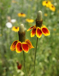 250 Seeds Mexican Hat (Ratibida columnifera) for Planting | Vibrant Native Wildflower for Meadows & Pollinator-Friendly Gardens