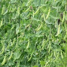 25+ Sugar Pod Snow Pea Seeds | Pisum sativum | Non-GMO Sweet Snow Peas for Crisp Edible Pods | Cool Season Garden Vegetable