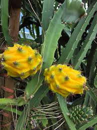 1 Yellow Dragon Fruit Palora Variety Fresh Cutting 3-4" for Rooting, Hylocereus megalanthus, Sweet Yellow Fruit, Tropical Plant Cutting