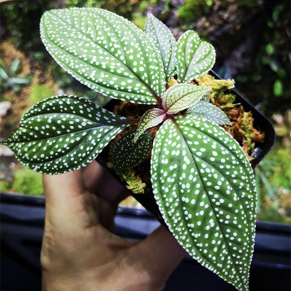 Sonerila 'Galaxy' Terrarium Plant - Rare Melastomataceae - Potted w/Roots - Low/Medium Light - US Grown