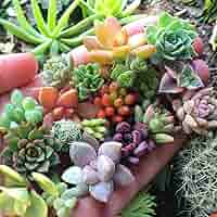 200 Rare Mixed Succulent Seeds - Colorful & Unique Echeveria, Sedum, Lithops Collection Easy to Grow Indoor Outdoor Non-GMO Heirloom Variety