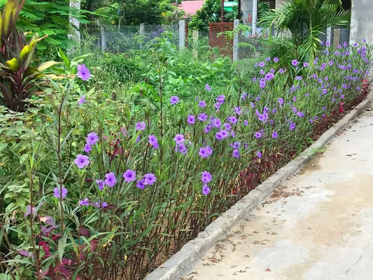 Mexican Petunia Cuttings - 10 Pcs, Purple Perennial, Fast-Growing, Attracts Hummingbirds & Butterflies, Zones 8-11