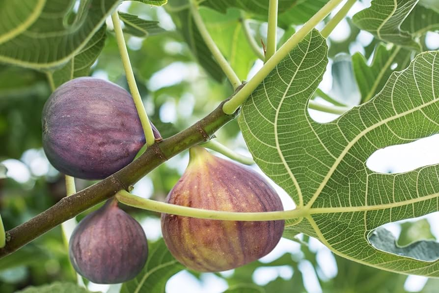 3 Olympian Fig Trees - Ficus carica | Live Starter Plants | Cold Hardy Edible Fruit Tree for Gardens, Patios, and Containers