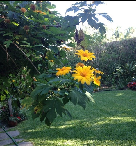 10 Organic Mexican Sunflower (Tithonia diversifolia) Unrooted Cuttings - Perennial, Fast-Growing, Bright Yellow Flowers, Easy to Grow