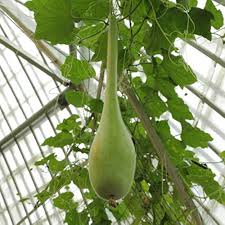 35 Long Bottle Gourd Seeds - Non-GMO Calabash Gourd - High Yield - Fast Growing - Great for Trellis & Container Gardens