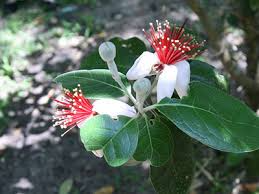 Pineapple Guava Tree Cuttings, Acca sellowiana, Self-Fertile, USDA Zones 8-11, Evergreen, Edible Flowers and Fruit