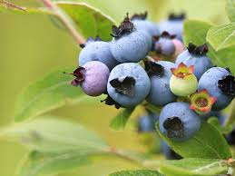 5 Austin Blueberry Live Cuttings 5-8" Unrooted Scion Fruit Tree, DIY Food Grow, Healthy Blueberry Plant for Home Garden, Homegrown Berries