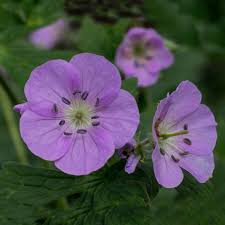 10 Cranesbill Wild Geranium Plants - Bare Root Geranium maculatum | Native Perennial Wildflower | Pollinator-Friendly Shade Plant