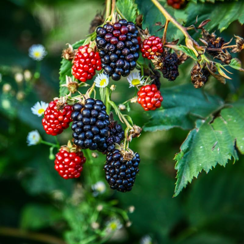 10 Organic Unrooted Thornless Blackberry Cuttings 5"-8" - Rubus fruticosus, Easy to Grow, Sweet Berries Plant, Home Garden, Fruit Cutting