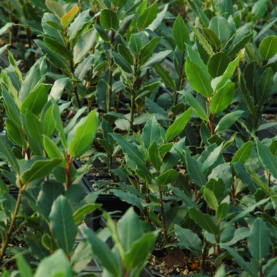 Sweet Laurel Bay Tree Cuttings - 5 Pack - Laurus nobilis - Evergreen Herb - Culinary Bay Leaves - USDA Zones 8-11 -